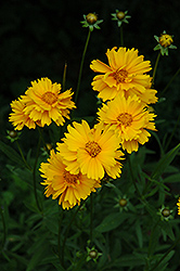 Early Sunrise Tickseed (Coreopsis 'Early Sunrise') at Make It Green Garden Centre