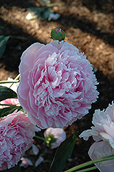 Shirley Temple Peony (Paeonia 'Shirley Temple') at Make It Green Garden Centre