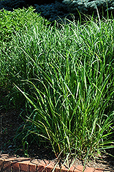 Switch Grass (Panicum virgatum) at Make It Green Garden Centre