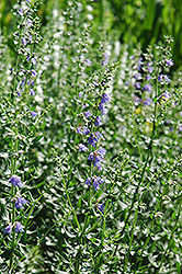 Hyssop (Hyssopus officinalis) at Make It Green Garden Centre