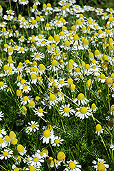 German Chamomile (Matricaria recutita) at Make It Green Garden Centre