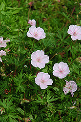 Striated Cranesbill (Geranium sanguineum 'var. striatum') at Lurvey Garden Center