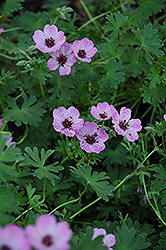 Ballerina Cranesbill (Geranium cinereum 'Ballerina') at Lurvey Garden Center