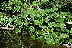 Giant Japanese Butterbur (Petasites japonicus 'var. giganteus') at Make It Green Garden Centre