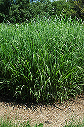 Silver Feather Maiden Grass (Miscanthus sinensis 'Silver Feather') at Make It Green Garden Centre