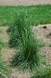 Schottland Hair Grass (Deschampsia cespitosa 'Schottland') at Make It Green Garden Centre