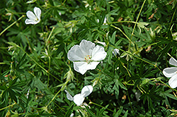 White Cranesbill (Geranium sanguineum 'Album') at Make It Green Garden Centre