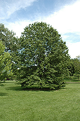 Northern Pin Oak (Quercus ellipsoidalis) at Make It Green Garden Centre