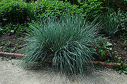 Blue Oat Grass (Helictotrichon sempervirens) at Lurvey Garden Center