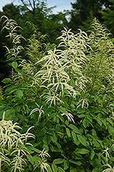 Goatsbeard (Aruncus dioicus) at Lurvey Garden Center