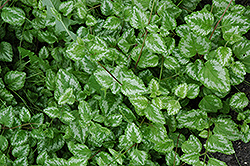 Variegatum Yellow Archangel (Lamiastrum galeobdolon 'Variegatum') at Make It Green Garden Centre