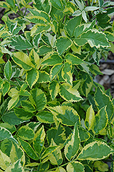 Madonna Elder (Sambucus nigra 'Madonna') at Make It Green Garden Centre