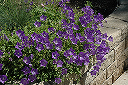 Blue Clips Bellflower (Campanula carpatica 'Blue Clips') at Make It Green Garden Centre