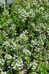 White Moss Thyme (Thymus praecox 'Albus') at Make It Green Garden Centre