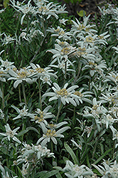 Alpine Edelweiss (Leontopodium alpinum) at Make It Green Garden Centre