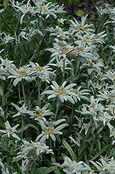 Alpine Edelweiss (Leontopodium alpinum) at Lurvey Garden Center