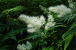 False Spirea (Sorbaria sorbifolia) at Make It Green Garden Centre