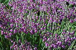 Nodding Onion (Allium cernuum) at Lurvey Garden Center