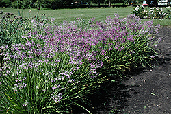 Nodding Onion (Allium cernuum) at Make It Green Garden Centre