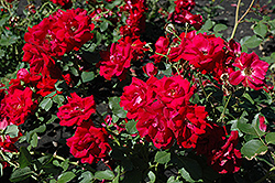 Champlain Rose (Rosa 'Champlain') at Make It Green Garden Centre