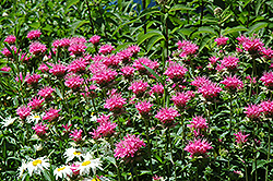 Marshall's Delight Beebalm (Monarda 'Marshall's Delight') at Lurvey Garden Center