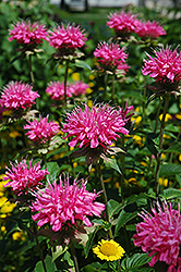 Marshall's Delight Beebalm (Monarda 'Marshall's Delight') at Make It Green Garden Centre