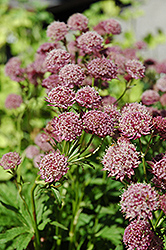 Hadspen Blood Masterwort (Astrantia major 'Hadspen Blood') at Make It Green Garden Centre