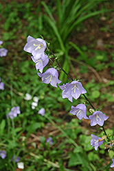 Bluebells Of Scotland (Campanula rotundifolia) at Make It Green Garden Centre