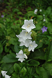 White Peachleaf Bellflower (Campanula persicifolia 'Alba') at Make It Green Garden Centre