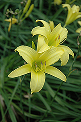 Hyperion Daylily (Hemerocallis 'Hyperion') at Make It Green Garden Centre