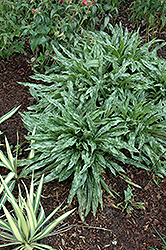 Cevennensis Lungwort (Pulmonaria longifolia 'Cevennensis') at Make It Green Garden Centre