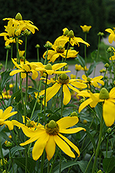 Autumn Sun Coneflower (Rudbeckia 'Autumn Sun') at Make It Green Garden Centre