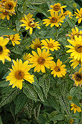 Loraine Sunshine False Sunflower (Heliopsis helianthoides 'Loraine Sunshine') at Make It Green Garden Centre