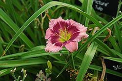 Mardi Gras Parade Daylily (Hemerocallis 'Mardi Gras Parade') at Lurvey Garden Center