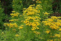 Isla Gold Tansy (Tanacetum vulgare 'Isla Gold') at Make It Green Garden Centre
