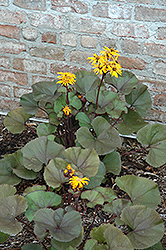 Britt Marie Crawford Rayflower (Ligularia dentata 'Britt Marie Crawford') at Lurvey Garden Center