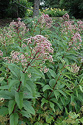 Gateway Joe Pye Weed (Eupatorium maculatum 'Gateway') at Lurvey Garden Center