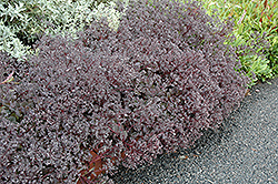 Bertram Anderson Stonecrop (Sedum 'Bertram Anderson') at Lurvey Garden Center