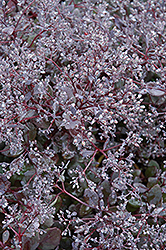 Bertram Anderson Stonecrop (Sedum 'Bertram Anderson') at Make It Green Garden Centre