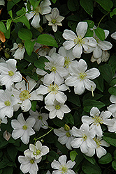 Huldine Clematis (Clematis 'Huldine') at Make It Green Garden Centre