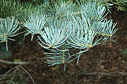 White Fir (Abies concolor) at Lurvey Garden Center