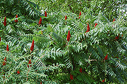 Staghorn Sumac (Rhus typhina) at Make It Green Garden Centre