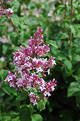 Sugar Plum Fairy Lilac (Syringa 'Sugar Plum Fairy') at Lurvey Garden Center