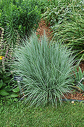 The Blues Bluestem (Schizachyrium scoparium 'The Blues') at Make It Green Garden Centre