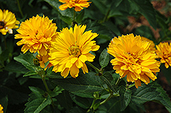 Summer Sun False Sunflower (Heliopsis helianthoides 'Summer Sun') at Make It Green Garden Centre