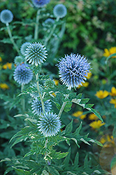 Globe Thistle (Echinops ritro) at Lurvey Garden Center