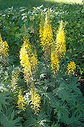 Przewalsky Rayflower (Ligularia przewalskii) at Make It Green Garden Centre