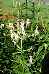 Culver's Root (Veronicastrum virginicum) at Make It Green Garden Centre