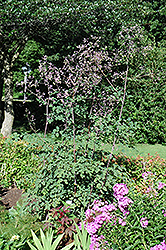 Rochebrun Meadow Rue (Thalictrum rochebrunianum) at Make It Green Garden Centre