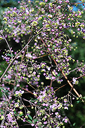 Rochebrun Meadow Rue (Thalictrum rochebrunianum) at Make It Green Garden Centre